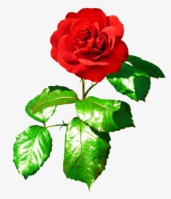 Red Red Rose With Leaves - Red Rose With Green Leaves, HD Png Download, Transparent PNG