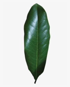Magnolia Single Leaf , Png Download - Magnolia Leaf Png, Transparent Png, Transparent PNG