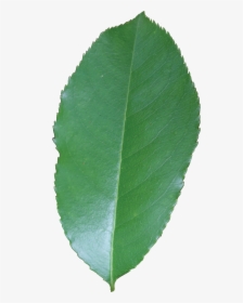 Black Cherry Leaf Png, Transparent Png, Transparent PNG