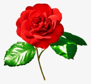 Rose Image Red Rose - Red Rose With Green Leaves, HD Png Download, Transparent PNG
