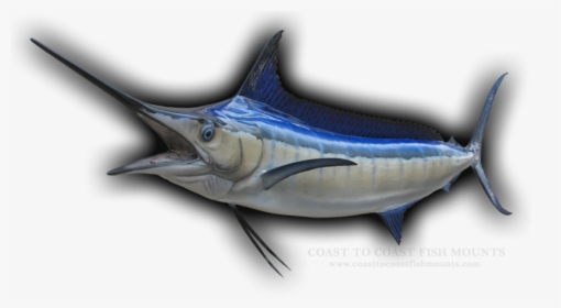 Transparent Marlin Fish Png - Atlantic Blue Marlin, Png Download, Transparent PNG