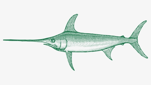 Transparent Marlin Fish Png - Swordfish, Png Download, Transparent PNG