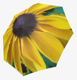 Transparent Black Eyed Susan Clipart - Sunflower, HD Png Download, Transparent PNG