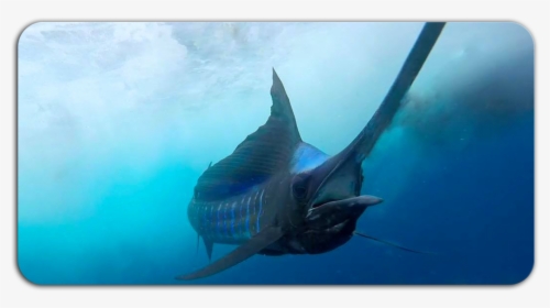 Marlin - Atlantic Blue Marlin, HD Png Download, Transparent PNG