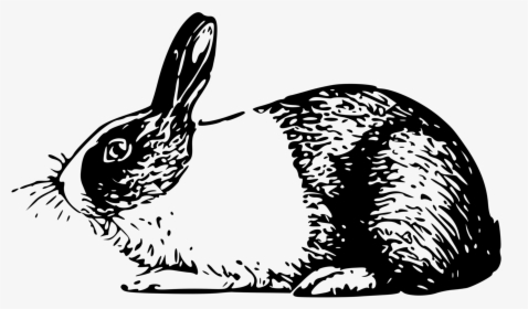 Holland Rabbit Small Clipart 300pixel Size, Free Design - Rabbit Illustrations Black And White, HD Png Download, Transparent PNG