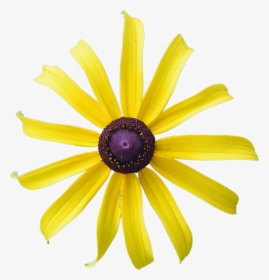 Yellow Flower, Rudbeckia, Flower, Black-eyed, Yellow - African Daisy, HD Png Download, Transparent PNG