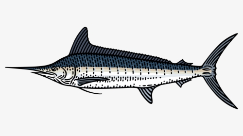 Marlin Clipart Xiphias - Spadron Fish, HD Png Download, Transparent PNG