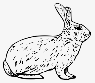 Free Vector French Rabbit - Arctic Hare Clipart Black And White, HD Png Download, Transparent PNG