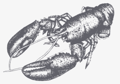 Decorative Lobster Picture - American Lobster, HD Png Download, Transparent PNG