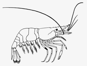 Prawn Clipart Black And White, HD Png Download, Transparent PNG