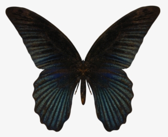 Butterfly Png Image - Butterfly, Transparent Png, Transparent PNG
