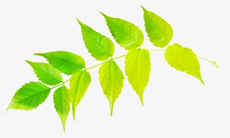 Sweet Birch, HD Png Download, Transparent PNG