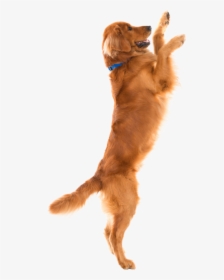 Golden Retrievers Jumping Up, HD Png Download, Transparent PNG