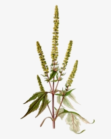 Giant Ragweed - Ragweed Png, Transparent Png, Transparent PNG