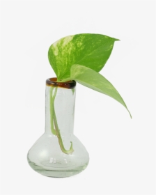 Small Amber Rim Bulb Vase   Class Lazyload Lazyload - Vase, HD Png Download, Transparent PNG