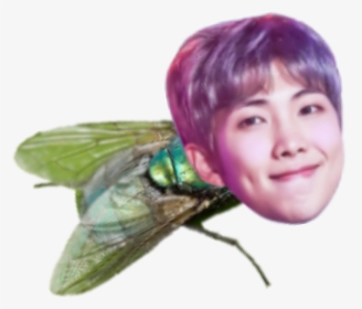 #rapmon #mosca #meme #bts - Net-winged Insects, HD Png Download, Transparent PNG