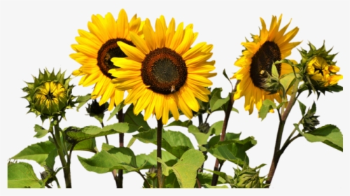 Transparent Background Sunflowers Png, Png Download, Transparent PNG