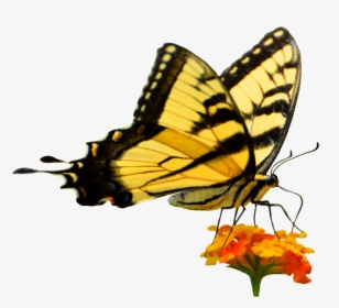 Butterfly On Flower Cut-out - Butterfly In Garden, HD Png Download, Transparent PNG