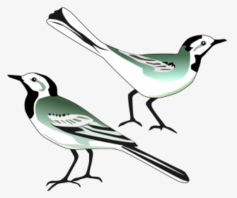 Wagtail Clipart, HD Png Download, Transparent PNG