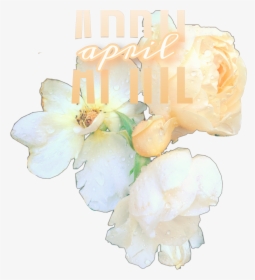 #april #flowers #rain #challenge - Garden Roses, HD Png Download, Transparent PNG