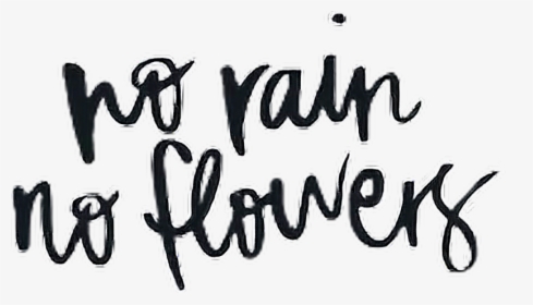 #norain #rain #flowers #quotes #quote #cursive #norainnoflowers - Calligraphy, HD Png Download, Transparent PNG