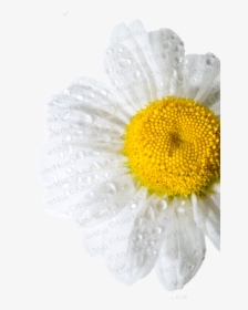 Rain Flower By Attar Mist - Chamomile, HD Png Download, Transparent PNG