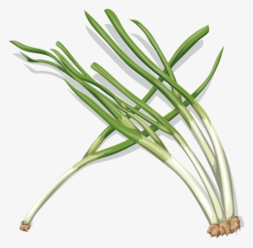 Vegetable Clipart Onion - Onion, HD Png Download, Transparent PNG