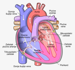 Diagram Of The Human Heart Bs - Inferior Vena Cava, HD Png Download, Transparent PNG