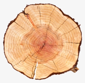 Tree Log , Png Download - Age Of Tree Png, Transparent Png, Transparent PNG