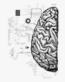 Human Brain Drawing Png, Transparent Png, Transparent PNG