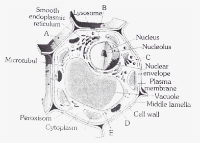 Diagram, HD Png Download, Transparent PNG