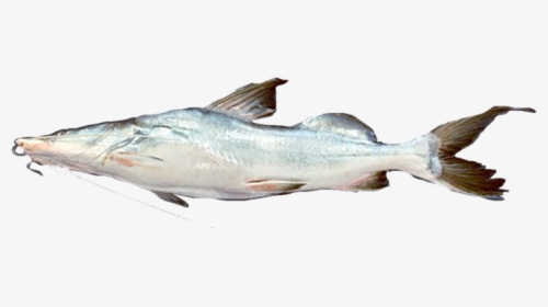 Oily Fish, HD Png Download, Transparent PNG