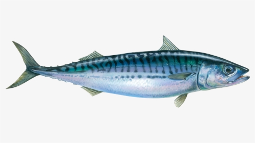 Atlantic Mackerel Fish, HD Png Download, Transparent PNG