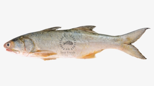 Dsc 9676 - Senangin Fish, HD Png Download, Transparent PNG