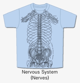 Nerves - Nervous System T Shirt, HD Png Download, Transparent PNG