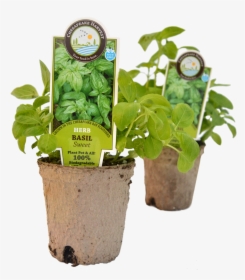 Starter Plants    Class Img Responsive True Size - Flowerpot, HD Png Download, Transparent PNG