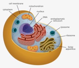 Human Cell Png - Organelles Biology, Transparent Png, Transparent PNG