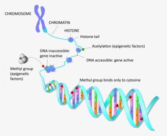Amsbio - Com - Epigenetics - Epigenetic Alterations In Aging, HD Png Download, Transparent PNG