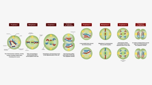 Difference Between Anaphase 1 And - Stages Of Meiosis 1 And 2, HD Png Download, Transparent PNG