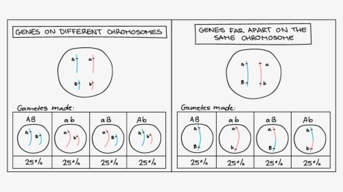 Diagram, HD Png Download, Transparent PNG
