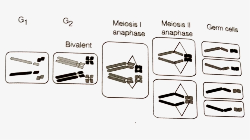 Diagram, HD Png Download, Transparent PNG