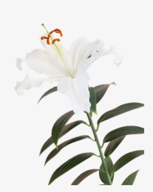 Lily Flower, HD Png Download, Transparent PNG