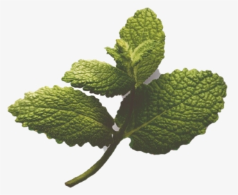 Slippery Elm, HD Png Download, Transparent PNG