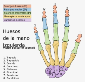 Scheme Human Hand Bones Es Com , Png Download - Bones Of The Hand, Transparent Png, Transparent PNG