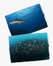 Shark, HD Png Download, Transparent PNG