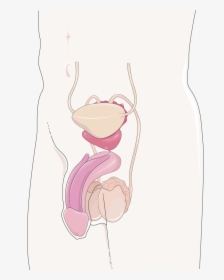 Appareil Génital Masculin - Servier Medical Art Reproductive Male, HD Png Download, Transparent PNG