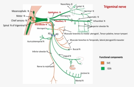 Trigeminal Nerve - Course And Branches Of Trigeminal Nerve, HD Png Download, Transparent PNG