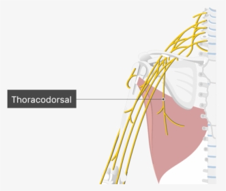 An Image Showing The Thoracodorsal Nerve Coming Out - Thoracodorsal Nerve Latissimus Dorsi, HD Png Download, Transparent PNG