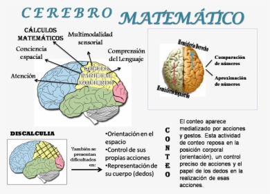 Matemáticas En El Cerebro - Cerebro Y Las Matematicas, HD Png Download, Transparent PNG