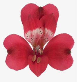 Lily, HD Png Download, Transparent PNG